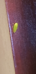 Gyponini