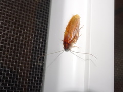 Parcoblatta bolliana