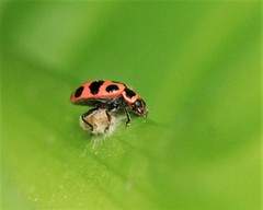 Dinocampus coccinellae