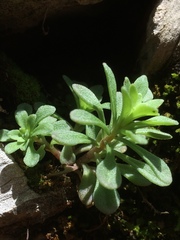 Sedum cepaea