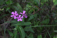 Phlox ovata