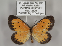 Pentila pauli multiplagata