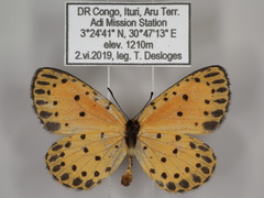 Pentila pauli multiplagata