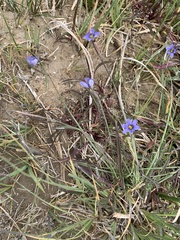 Sisyrinchium halophilum