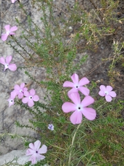 Linanthus californicus