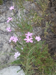 Linanthus californicus