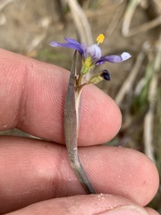 Sisyrinchium halophilum