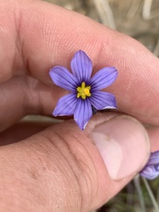 Sisyrinchium halophilum