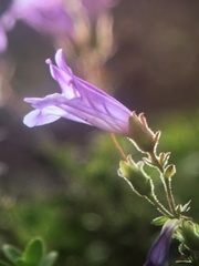 Penstemon davidsonii