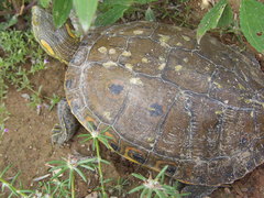 Trachemys hartwegi