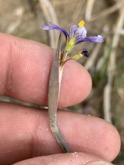 Sisyrinchium halophilum
