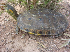 Trachemys hartwegi