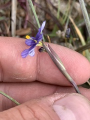 Sisyrinchium halophilum