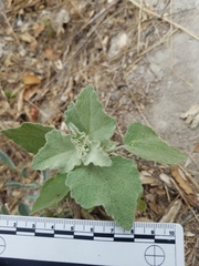 Malacothamnus gracilis