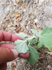 Malacothamnus gracilis