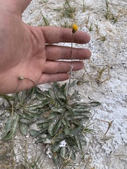 Crepis runcinata glauca