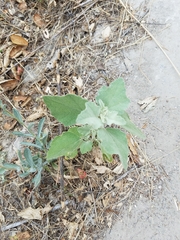 Malacothamnus gracilis