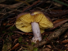 Entoloma mathinnae