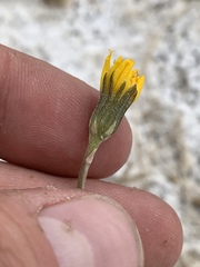 Crepis runcinata glauca