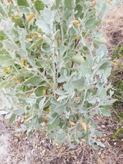 Malacothamnus gracilis