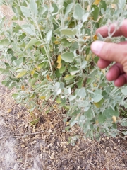 Malacothamnus gracilis