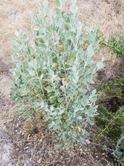 Malacothamnus gracilis