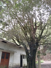 Quercus spinosa miyabei