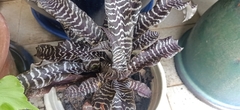 Cryptanthus