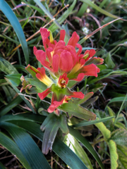 Castilleja affinis affinis