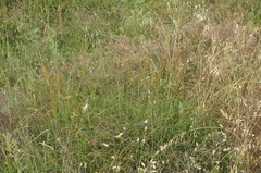 Carex flacca serrulata