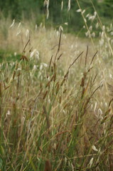 Carex flacca serrulata