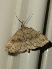 Phalaenostola eumelusalis