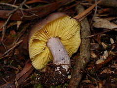 Entoloma mathinnae
