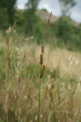 Carex flacca serrulata