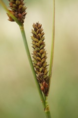 Carex flacca serrulata