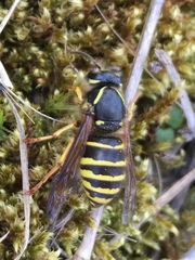 Dolichovespula norvegicoides