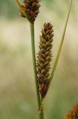 Carex flacca serrulata