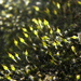 Grimmia Dry Rock Moss - Photo (c) copepodo, some rights reserved (CC BY-NC-ND)
