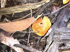 Gymnopilus eucalyptorum