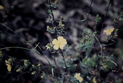 Hibbertia calycina