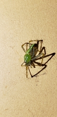 Peucetia viridans