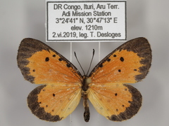 Pentila pauli multiplagata