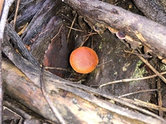 Gymnopilus eucalyptorum