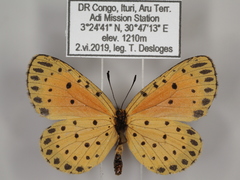 Pentila pauli multiplagata