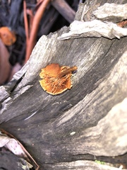 Gymnopilus eucalyptorum