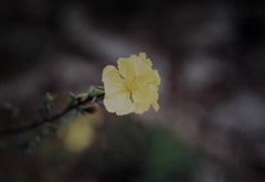 Hibbertia calycina