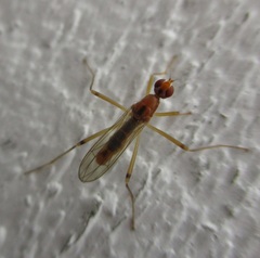 Compsobata