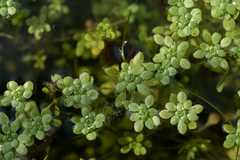 Callitriche cophocarpa