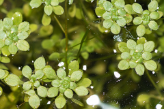 Callitriche cophocarpa