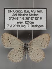 Zizina otis antanossa